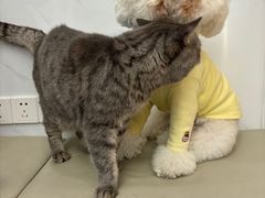 -瑞派康怡24h宠物医院·犬猫医疗中心·微创绝育(瑞景分院)