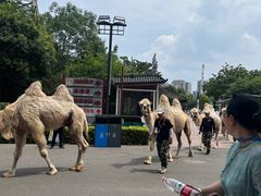 -华夏文旅西安度假区