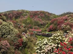 -贵州百里杜鹃风景名胜区