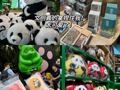 -成都大熊猫繁育研究基地