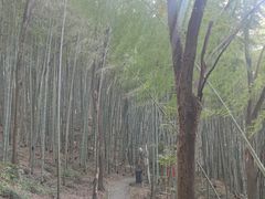 -上海佘山国家森林公园天马山园