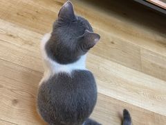 -翊宠yipet猫狗购宠庄园犬舍•猫舍