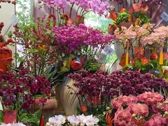 -溪岸路花鸟市场