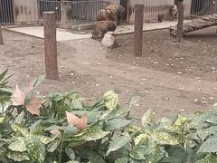-成都动物园