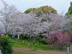 -高东镇樱花园