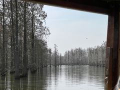 -池杉湖湿地公园