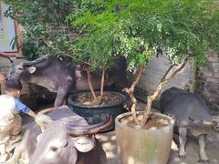 -周大娘牛乳(旧寨古村总店)