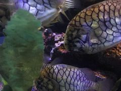 -暹罗海洋世界