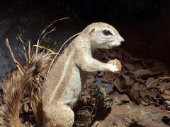 -陕西自然博物馆