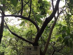 -呀路古热带植物园