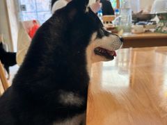-柴の食堂·日式家庭料理·熊之肆(大学路店)