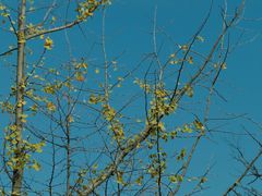 -上海佘山国家森林公园天马山园