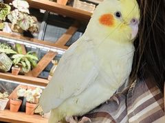 -吉丁鸟咖·异宠·寄养
