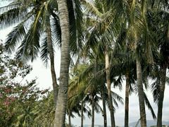 android_upload_pic-三亚亚龙湾金棕榈度假酒店