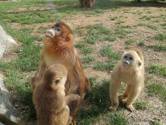 -大连森林动物园