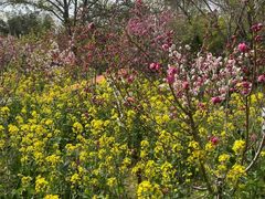 -南汇桃花村