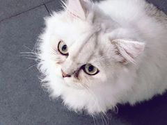 -Heymao猫咖.咖啡厅(东门店)