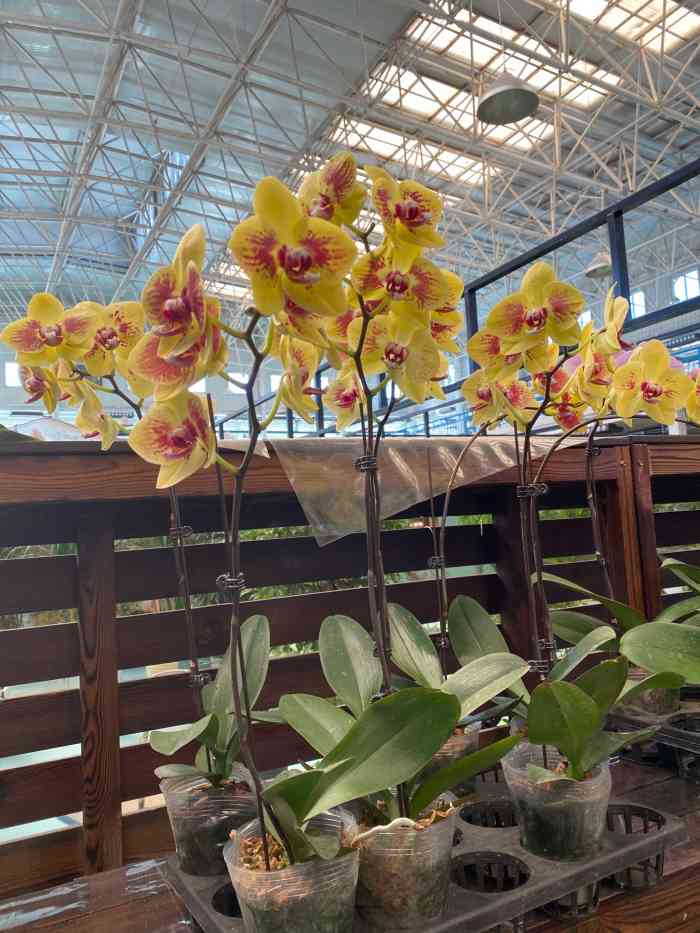 蟹岛国际花卉-"蟹岛里新开业的花卉市场,里面很宽敞,环境.