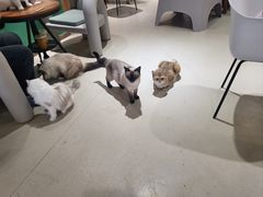 -藏猫猫咖啡主题馆(中央大道店)