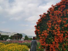 -玫瑰小镇