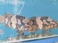 -港畔赶海蒸汽海鲜烧烤自助(仙螺岛店)