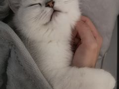 -袖虎·猫馆(体育西路店)