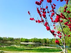 -永定河休闲森林公园