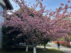 -阳澄湖半岛旅游度假区