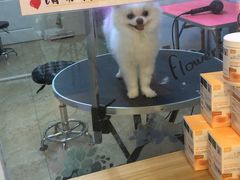 -小呆的宠物店·宠物售卖·宠物寄养(城西店)