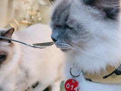 -喵喵咪呀布偶猫咖(春熙路店)