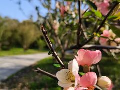 -上海共青森林公园