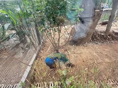 -成都动物园