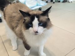 -怪兽屋·羊驼·猫咖·狗咖(俊华广场店)