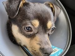 -爱侣宠医·鹦鹉专科·小型哺乳类·异宠专科(灵石路店)