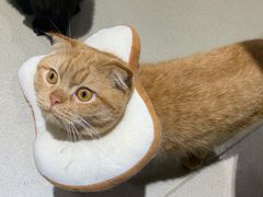 -藏猫猫咖啡主题馆(中央大道店)