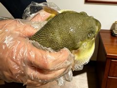 -肆月河豚·淮扬菜·湘菜(华天店)