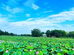 -洪湖生态旅游区