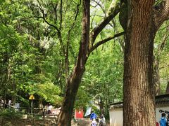 -上海佘山国家森林公园天马山园