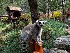 -北京野生动物园