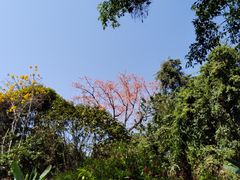 -中国科学院西双版纳热带植物园