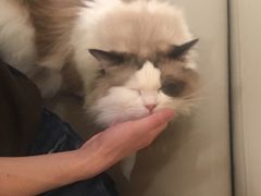 -猫腻·猫咖·撸猫馆(星光大道店)