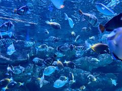 -海合安成都极地海洋公园