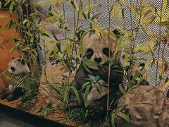 -将军府·鸡毛店(武侯祠店)