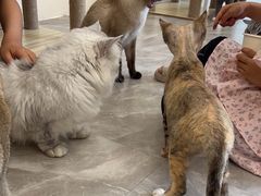 -猫力发电所·宠物专门店