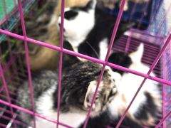 -青石桥花鸟鱼虫市场(叠翠城店)