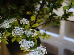 -扫雪煮茶(西村店)