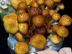 -烹然四季椰子鸡火锅(姚家园万象汇店)