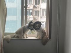 -瑞派·关忠动物医院·异宠专科·犬猫肿瘤·皮肤专科(望京店)