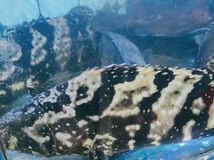 -日照大牌檔•小船海鲜(万平口店)