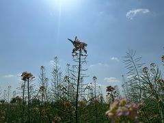 -中国天府农业博览园